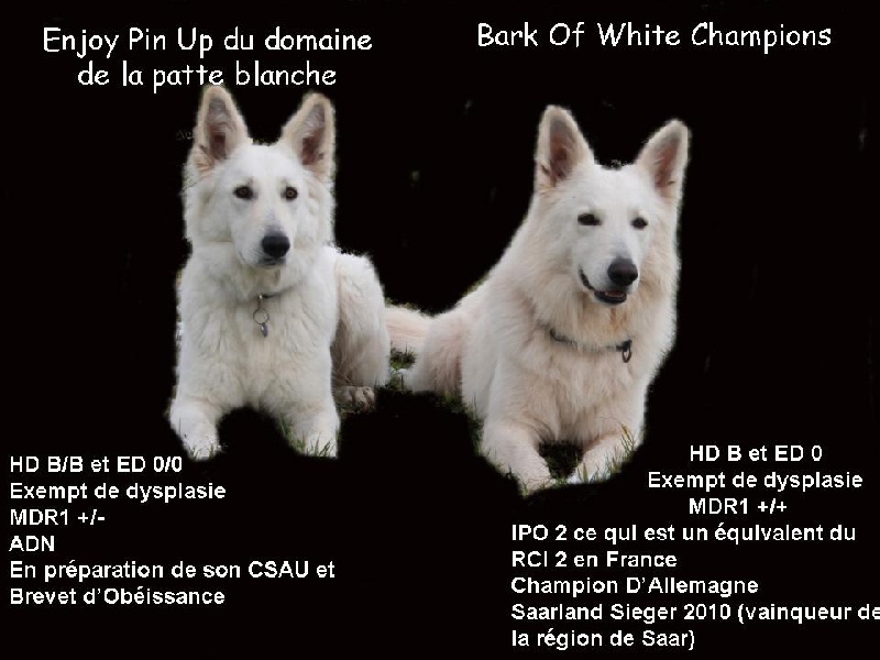 Du Jardin Des P'tits Loups - Berger Blanc Suisse - Portée née le 19/03/2012