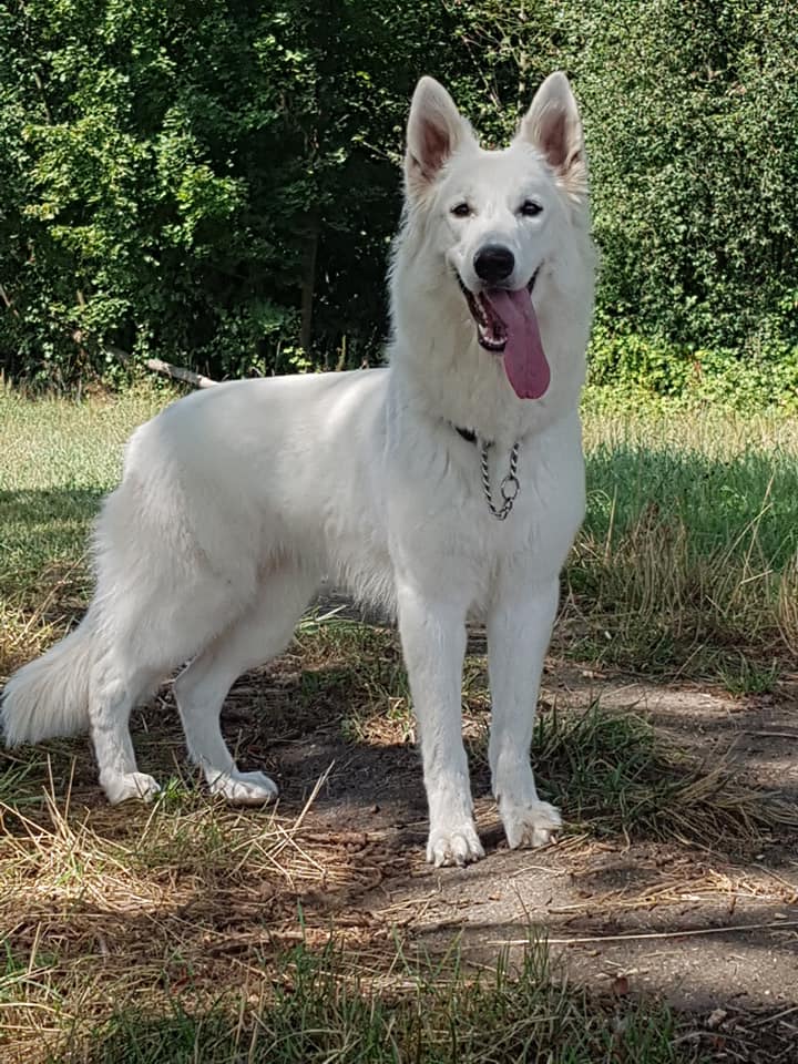 CH. Nirvana new hope white wolf du grand perche