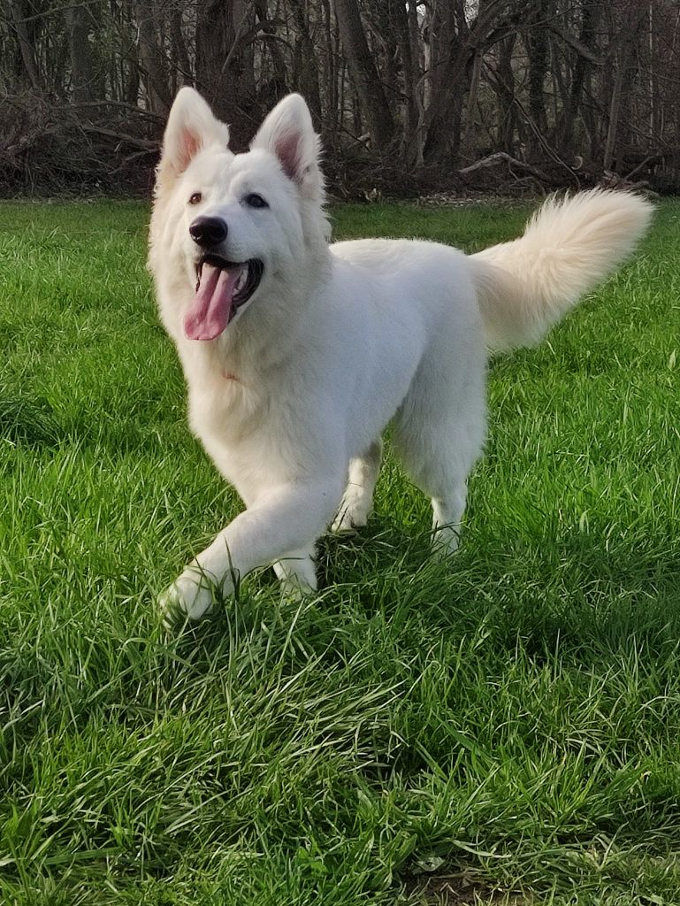 Una nueva esperanza Du Jardin Des P'tits Loups