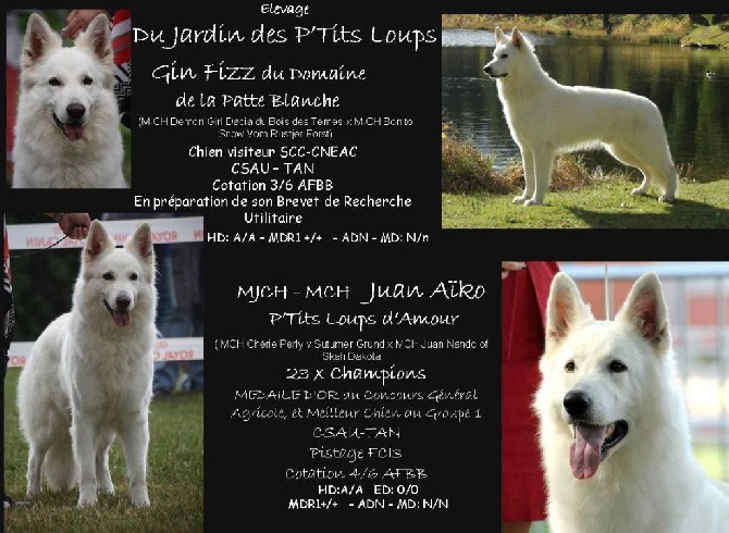 Du Jardin Des P'tits Loups - Portée 2015
