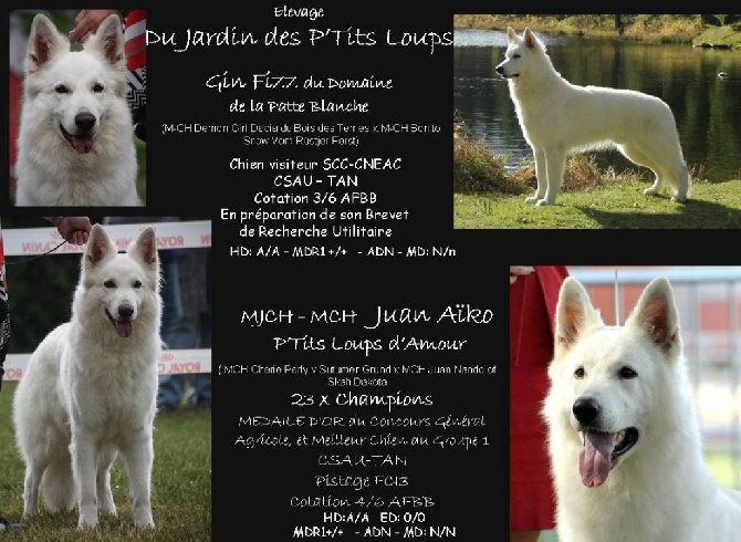 Du Jardin Des P'tits Loups - Portée 2015