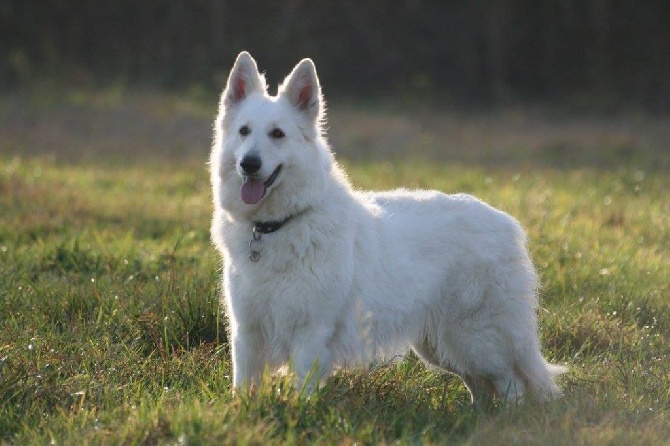 Du Jardin Des P'tits Loups - DM