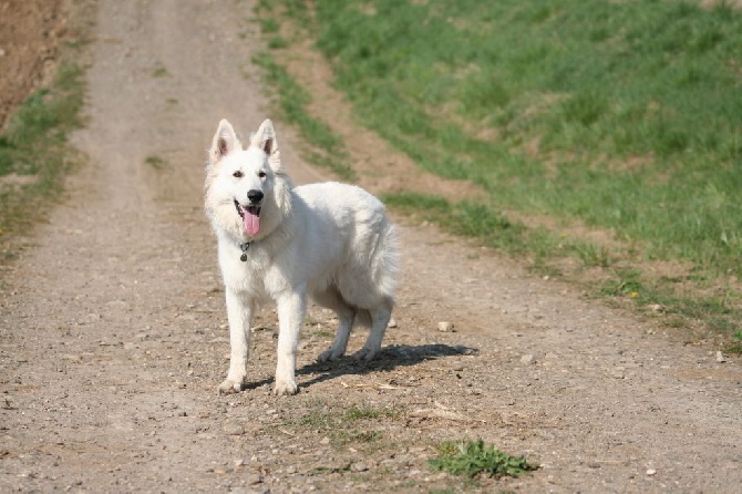 Du Jardin Des P'tits Loups - Démo RU pour la comportementaliste