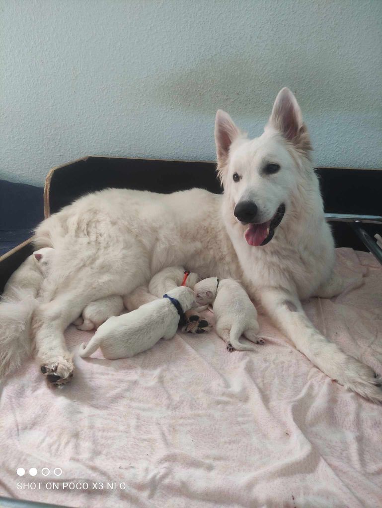 Chiot Berger Blanc Suisse Du Jardin Des P'tits Loups